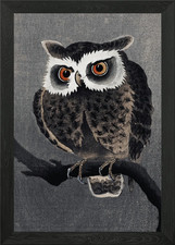 Long Eared Owl Traditional