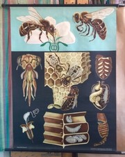 Honey Bee Original Vintage 1960s Classroom Jung Koch Quentelle Pulldown Poster 