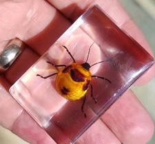 Real Bug  Insect Preserved in Resin Paperweight Animal Taxidermy Beetle