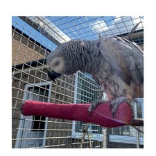 Parrot-Supplies Sanded Nail