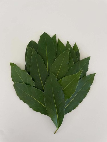 Fresh bay leaves - bay,