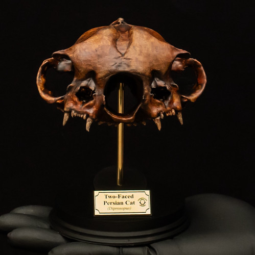 Two headed cat skull - cat,