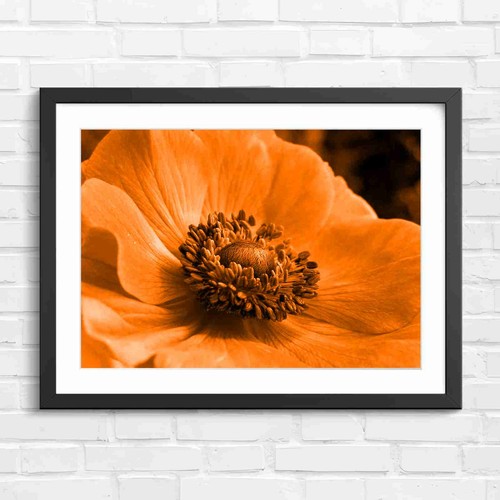 Vibrant pink poppy - pink,