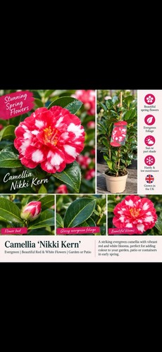 Camellia nikisi kerin - camellia,