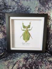 Walking leaf insect phyllium - leaf, (phyllium