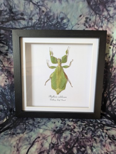 Walking leaf insect phyllium - insect, (phyllium