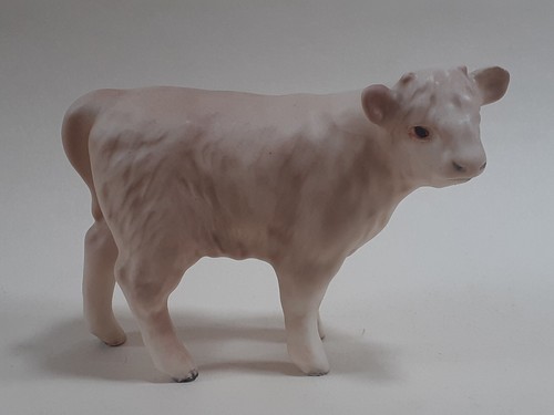 Lovely rare charolais - lovely, calf