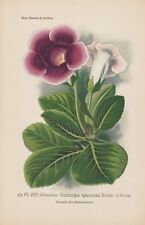 False Gloxinia (Sinningia