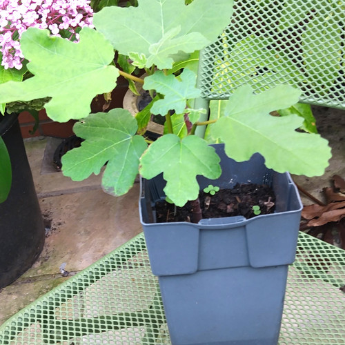 Fig tree sapling - sapling, (