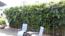 Harbin Inversa Phyllostachys