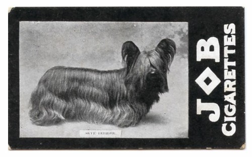 Skye terrier dog societe - skye,