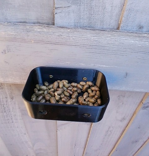 Solitary mason bee cocoon - solitary,
