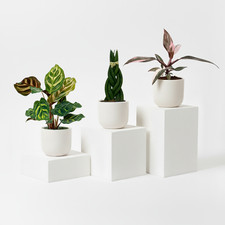 Mini Plants Bundle