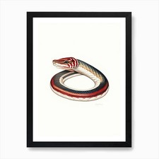 California Red Sided Garter