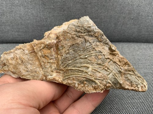 Detailed fossil crinoid - detailed,