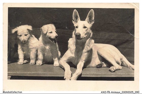 Axop8 0901 animals white - axop8-0901-animals,