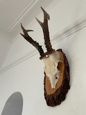 Antlers of a Roe Deer 526 Real Taxidermy mounted interior design horns