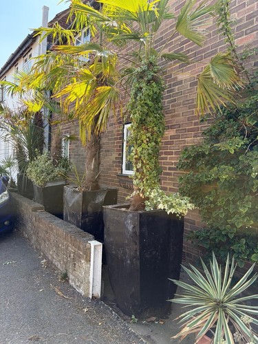 Established palm trees - established,