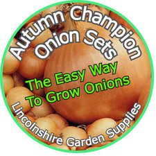 Onion Sets Autumn Planting AUTUMN CHAMPION multi quantity listing (free post)