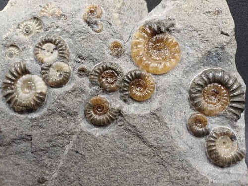 Ammonite multi block - multi, -block