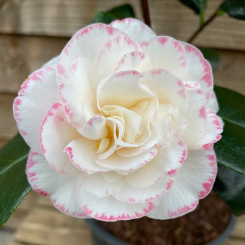 Camellia margaret davis - margaret, 2l