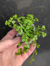 10 X Mind Your Own Business Plants in Biodegradable Planting Pouch-Babys Tears