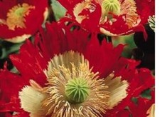 5    X    PAPAVER  POPPY  MINI