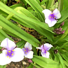 Tradescantia Bilberry Ice
