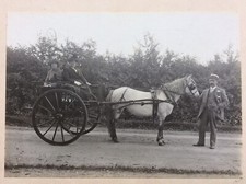 Old Photograph ~ Pony & Trap