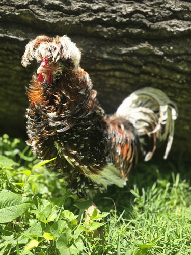 Tolbunt polish hatching - 6+,