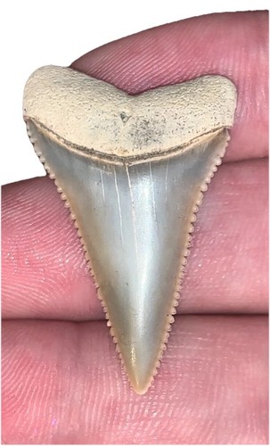 Great white shark tooth peru - white,