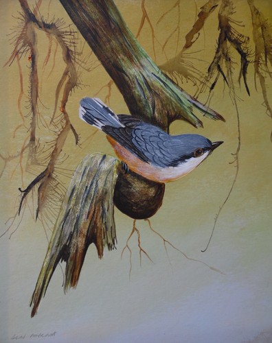 Nuthatch tree alan - nuthatch, in