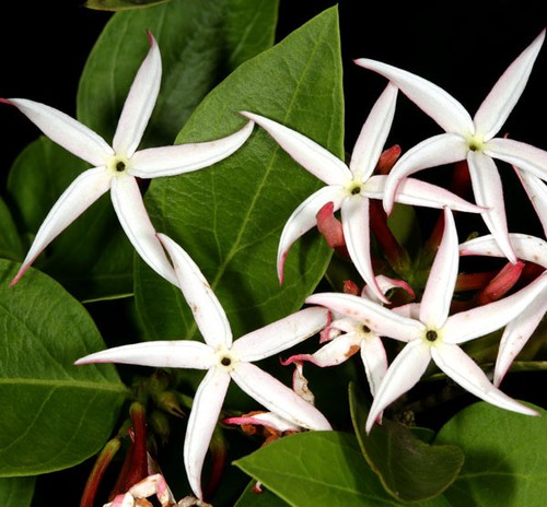 Carissa edulis 10 - carissa,