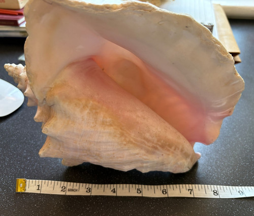 Rare large sea conch shell - sea,