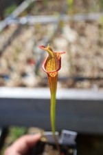 Sarracenia - 🔥🔥 Karsyn