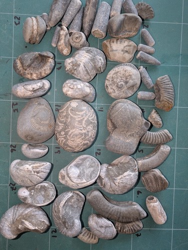 Mixed fossil lot ammonites - mixed,