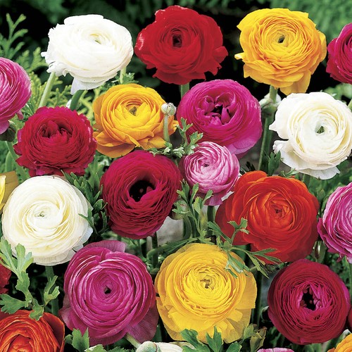Ranunculus mixed x50 bulbs
