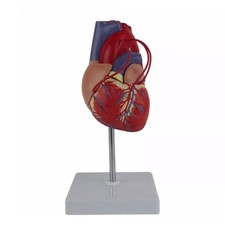 Anatomical Human Heart Model 1:1 Life Size Anatomical Heart Model for Hospital