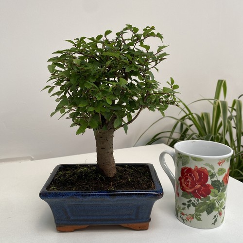 Bonsai tree chinese - bonsai,