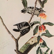 John James Audubon Birds DOWNY