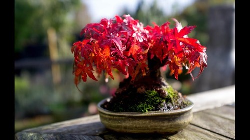 Snake bark maples starter