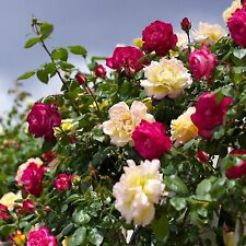 Rose Bush Climbing Trio in 3L Pot - 3 Mixed Growing Rose Bushes in One Pot