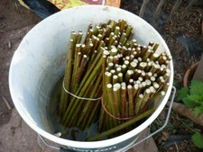100 Organic Hybrid Willow - Cut To Order (hedge, windbreak, weaving, biomass)