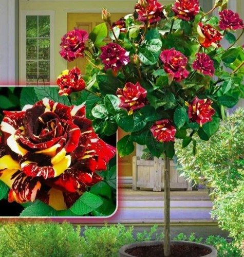 Rose tree rooted - rose,