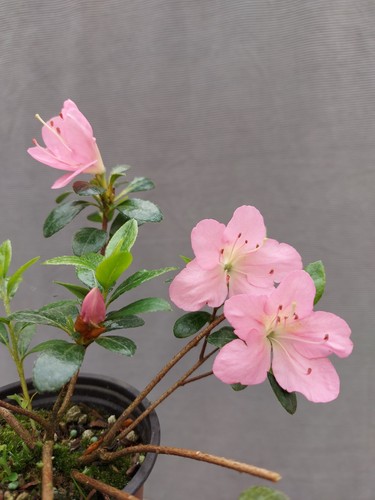 Beautiful flowering satsuki - flowering,