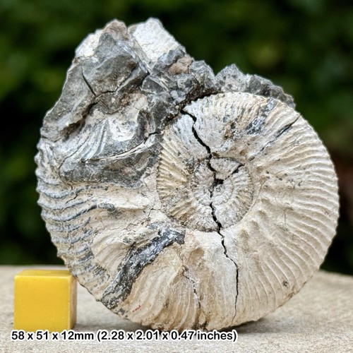 Fossil ammonite kosmoceras - ammonite,