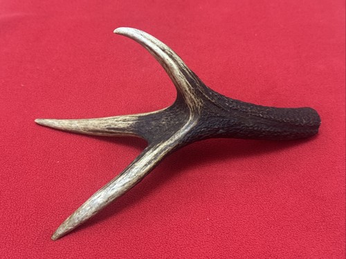One piece deer antler - of,