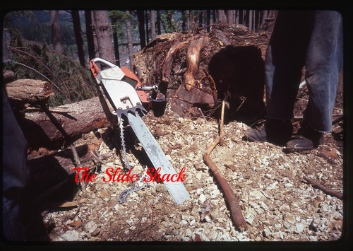 Oregon forest logging