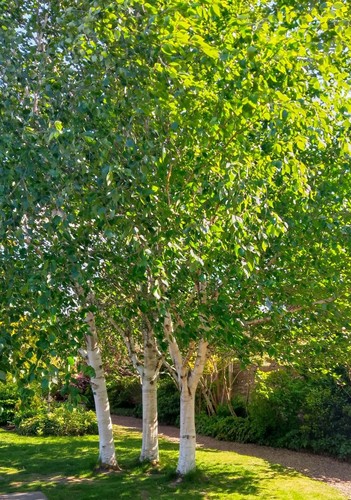 Trio betula ermanii - betula,