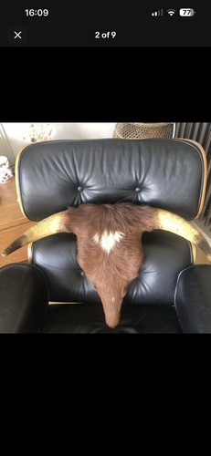 Large antique taxidermy bulls - antique,